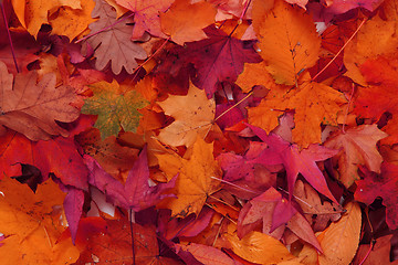 Image showing autumn leaves natural background