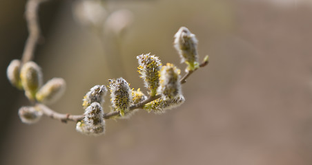 Image showing Catkins