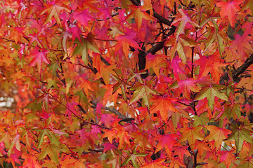 Image showing autumn leaves natural background