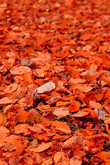 Image showing color autumn leaves