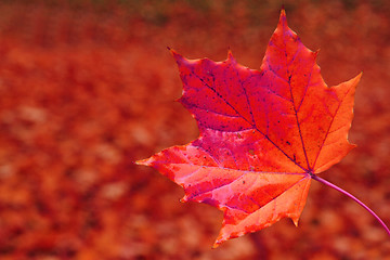 Image showing autumn leaves natural background