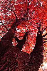 Image showing big autumn tree 
