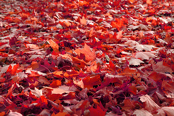 Image showing autumn leaves natural background