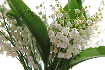 Image showing lily of valley background