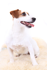 Image showing jack russel dog