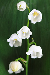 Image showing lily of valley background