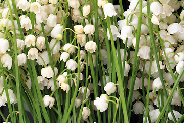 Image showing lily of valley background