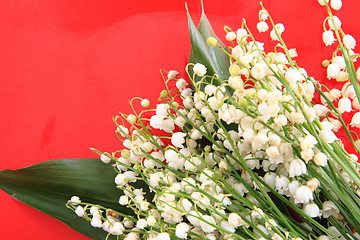 Image showing lily of valley background