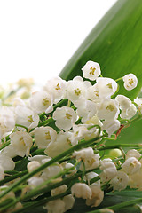 Image showing lily of valley background