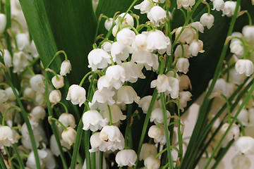 Image showing lily of valley background