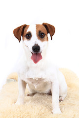 Image showing jack russel dog