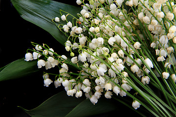 Image showing lily of valley background