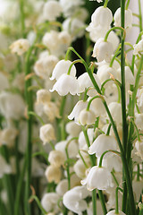 Image showing lily of valley background