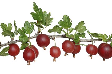 Image showing Gooseberry