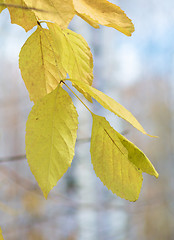 Image showing dry leaves