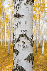 Image showing birch tree