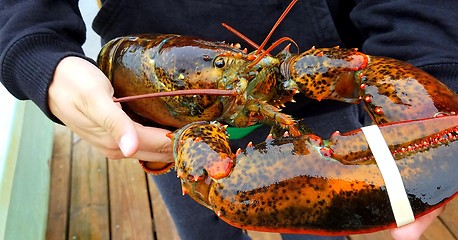 Image showing Maine lobster.