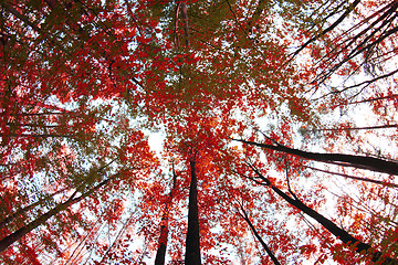 Image showing red autumn forest 