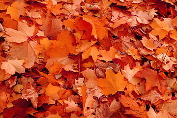 Image showing red autumnal leaves