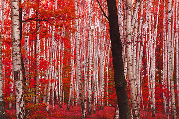 Image showing red autumn forest 