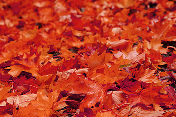 Image showing autumn leaves natural background