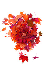 Image showing autumn leaves isolated 