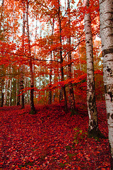 Image showing red autumn forest 