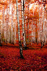 Image showing red autumn forest 