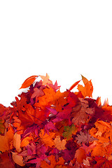 Image showing autumn leaves isolated 
