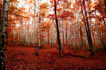 Image showing red autumn forest 