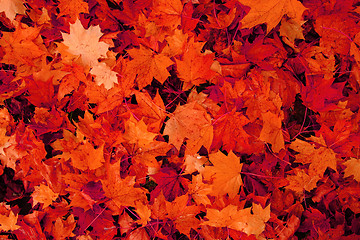 Image showing autumn leaves natural background