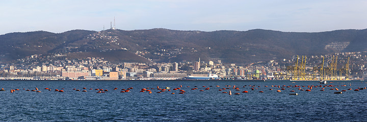 Image showing Trieste Panorama