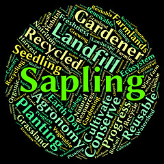 Image showing Sapling Word Means Tree Trunk And Cultivate