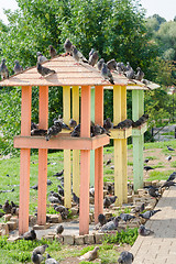 Image showing Two small pigeon with pigeons sitting on them