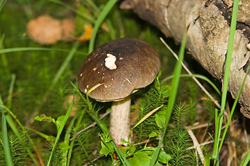 Image showing Mushroom