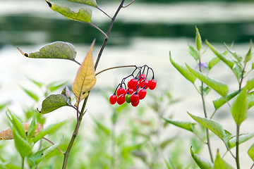 Image showing Red berry