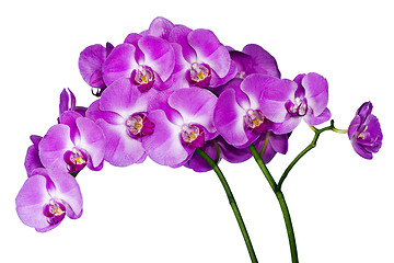 Image showing Orchids on white background (Orchidaceae)