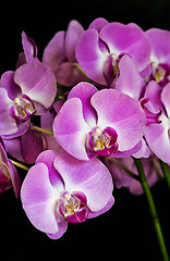 Image showing Orchid or Orchidaceae