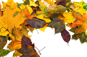 Image showing Autumn dry multicolor maple leaves