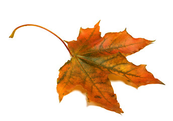 Image showing Autumn maple leaf i