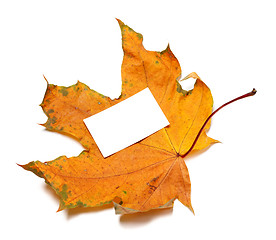 Image showing Autumn dried maple-leaf with white empty price card