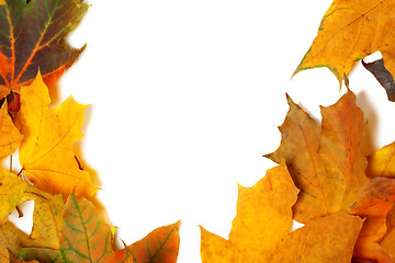 Image showing Autumn multicolor maple leaves