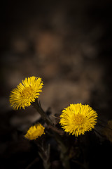 Image showing tussilago farfare