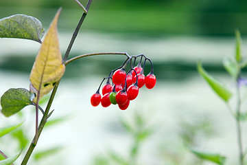 Image showing Red berry