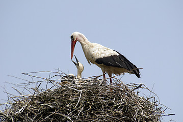 Image showing Stork family on the nest