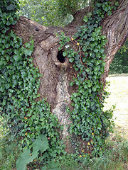 Image showing Green wild Ivy growing up an old tree