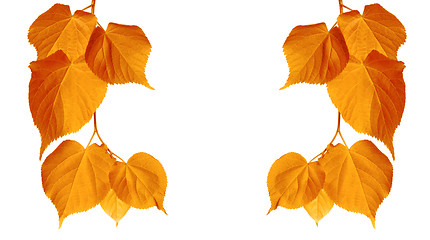 Image showing Autumn tilia leaves