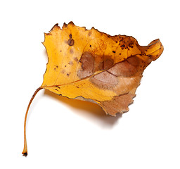 Image showing Autumn yellow leaf