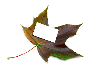 Image showing Multicolor autumn maple leaf with white empty price card