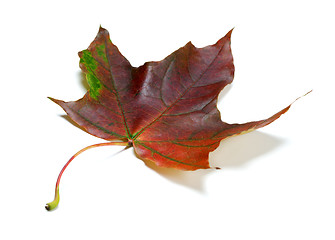 Image showing Multicolor autumn maple-leaf on white